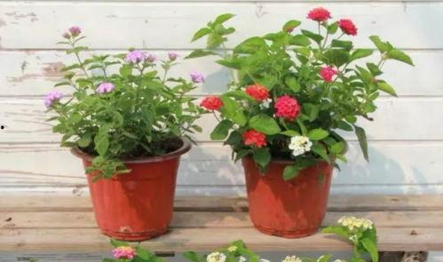 海森最新爆料动画视频,精彩剧情与角色深度解析  第3张